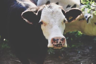 Portrait of cow on field