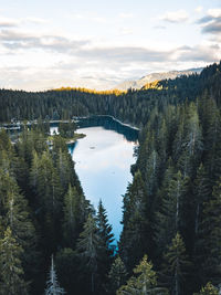 Scenic view of lake amidst trees in forest against sky