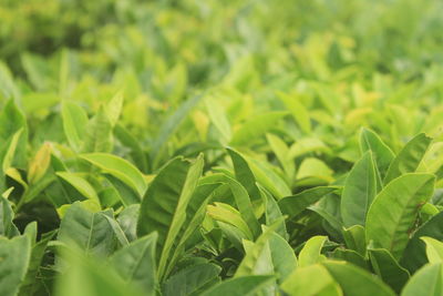 With abundant rainfall in spring, tea trees begin to sprout new buds