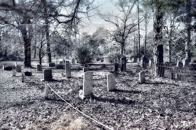 Bare trees in row