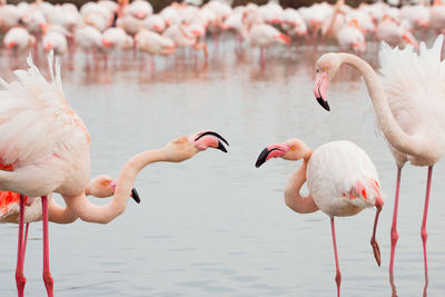 Flamingos in the camarque in southern france, wildlife provence