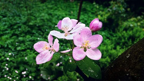 Close-up of raindrops on pink flower