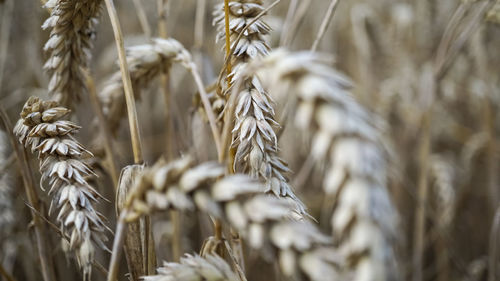 Close-up of wheat growing in field