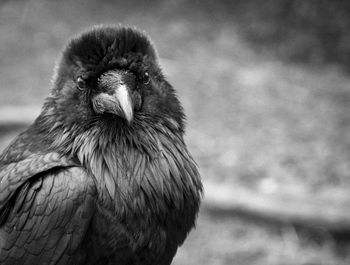 Close-up of bird perching outdoors