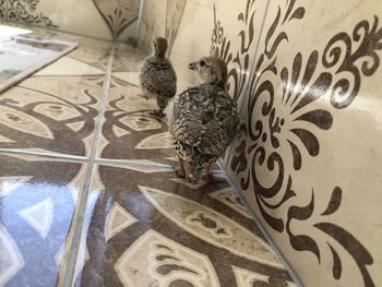 View of birds on tiled floor