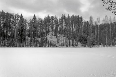 Trees on field against sky during winter