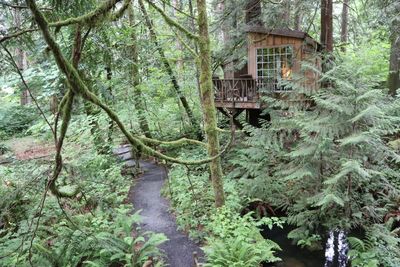 Plants and trees by house in forest