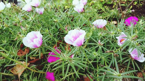 High angle view of pink flowers blooming on field