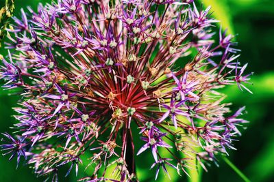 Close-up of purple flowers