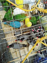 View of birds in cage