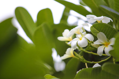 Close-up of white flowering plant