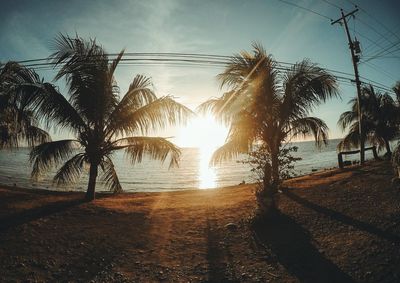 Palm trees on beach against sky during sunset