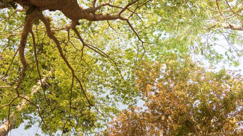 Low angle view of trees in forest during autumn