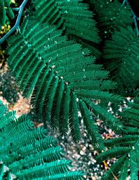 Full frame shot of fern leaves