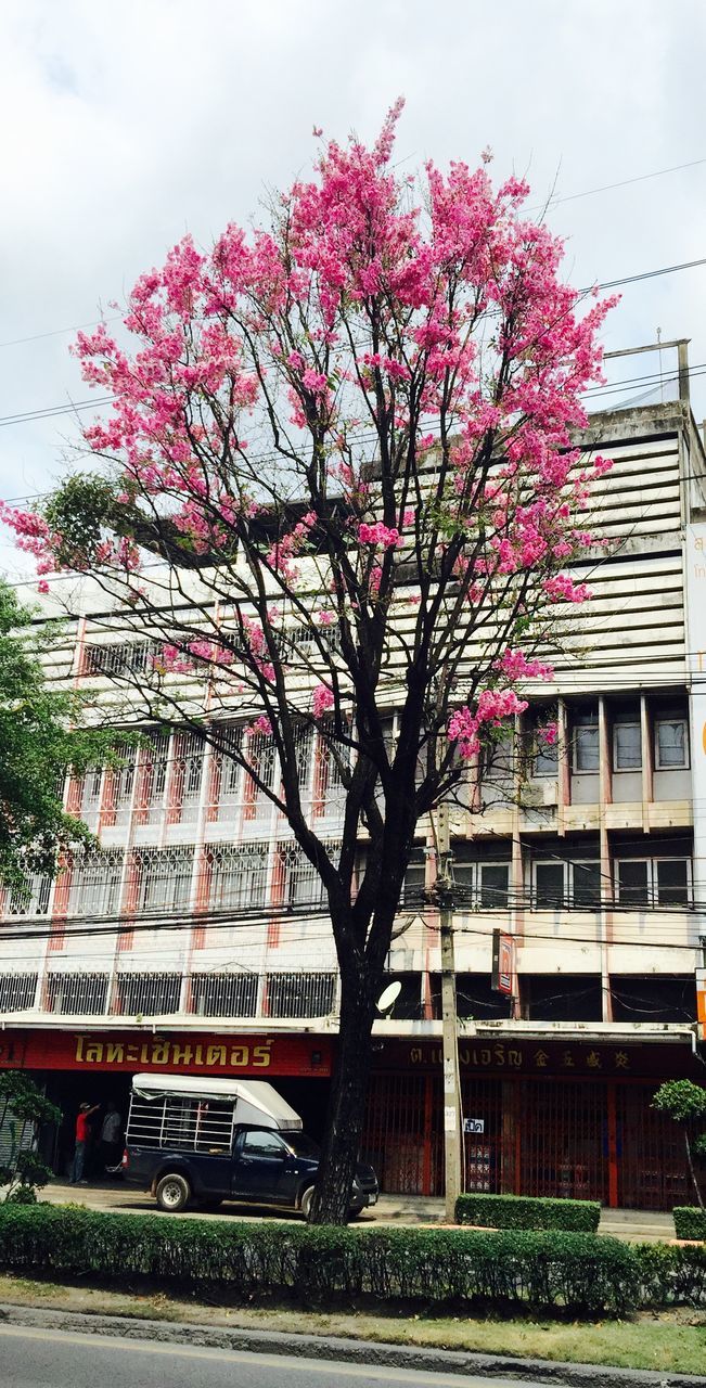 building exterior, architecture, built structure, tree, flower, growth, house, branch, sky, bare tree, city, residential structure, pink color, day, residential building, building, outdoors, nature, no people, plant