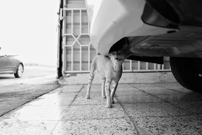 View of a dog on footpath