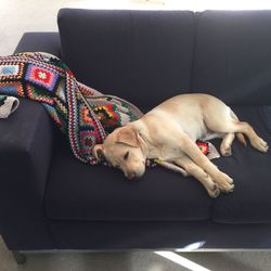 Dog sleeping on sofa