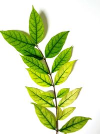 Close-up of plant leaves against white background