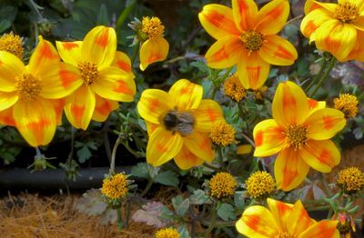 Close-up of yellow flowering plants in park