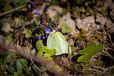 Close-up of butterfly on plant