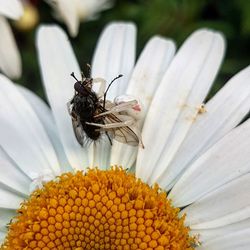 Close-up of insect on flower