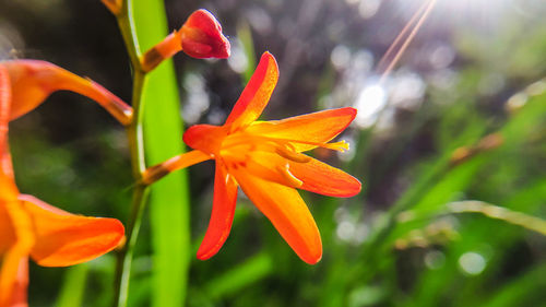 Close-up of orange flowering plant