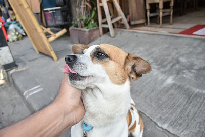 High angle view of person with dog