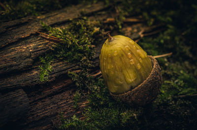 Close-up of lemon growing on tree