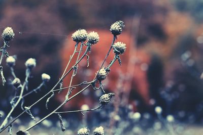 Close-up of flower against blurred background