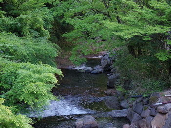 Stream flowing through rocks in forest