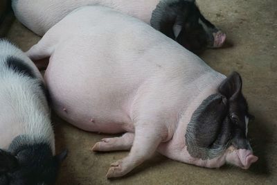 High angle view of dog sleeping