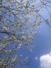 Low angle view of flower tree against sky