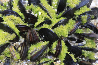 Close-up of mussels and moss
