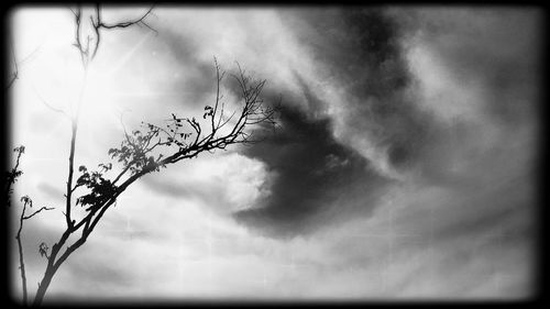 Low angle view of bare trees against the sky