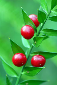 Close-up of red cherries growing on plant