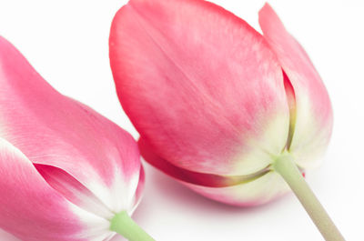 Close-up of pink tulip