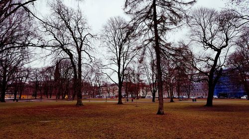 Bare trees against sky