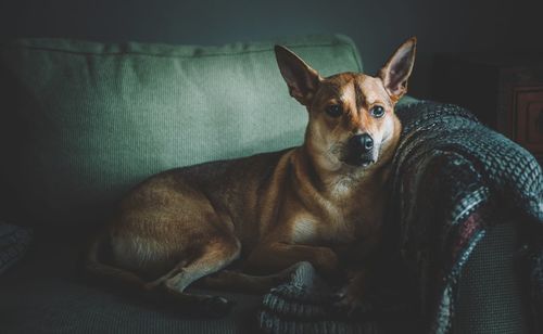 Portrait of a dog resting on sofa