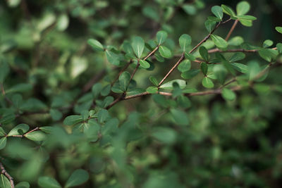 Close-up of fresh green leaves