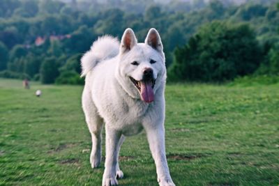 Portrait of dog running on field