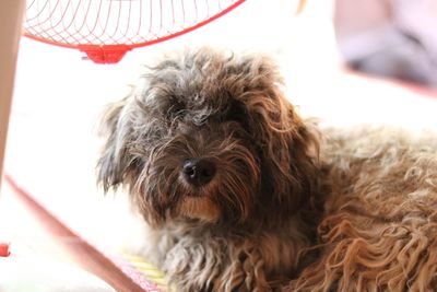 Close-up portrait of dog