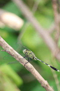 Close-up of dragonfly on plant