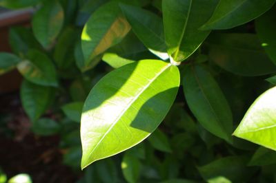 Close-up of plant