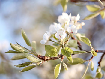 Close-up of white flowering plant