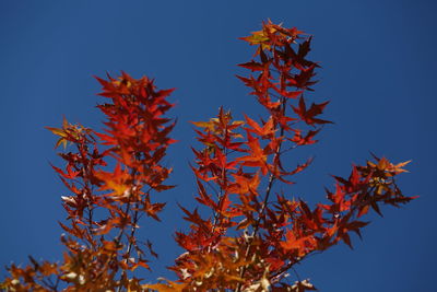 Low angle view of maple tree against sky