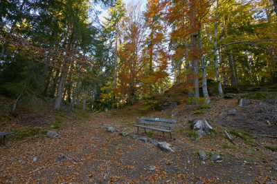 Trees growing in forest during autumn