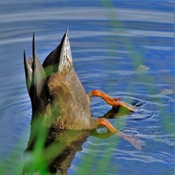Close-up of duck diving in lake