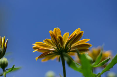 Close-up of yellow flowering plant against blue sky