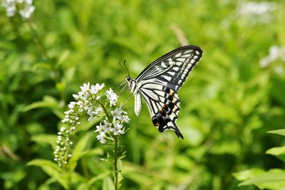 Close-up of butterfly pollinating on flower