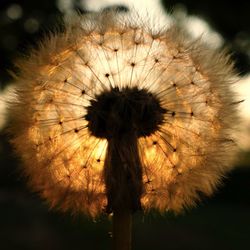 Close-up of dandelion